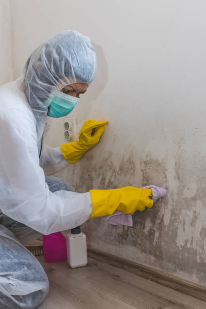 Best Mold Documentation for Insurance Claims  in Plainwell, MI