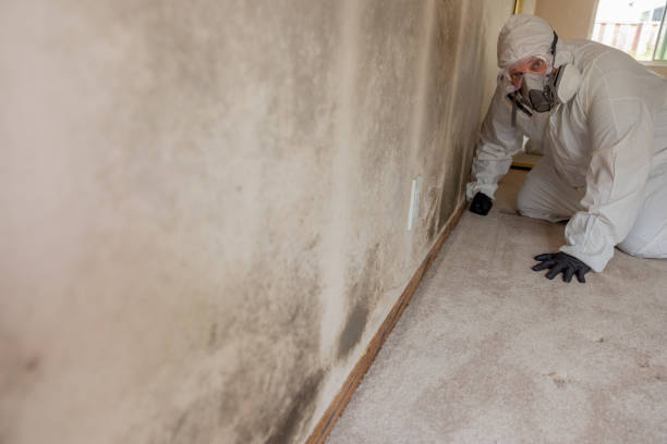 Best HVAC Mold Inspection and Cleaning  in Plainwell, MI